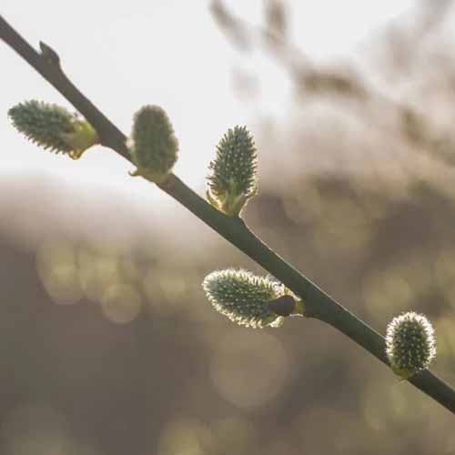 A close up square image of the catkins on a prairie willow in spring pictured on a soft focus background.
