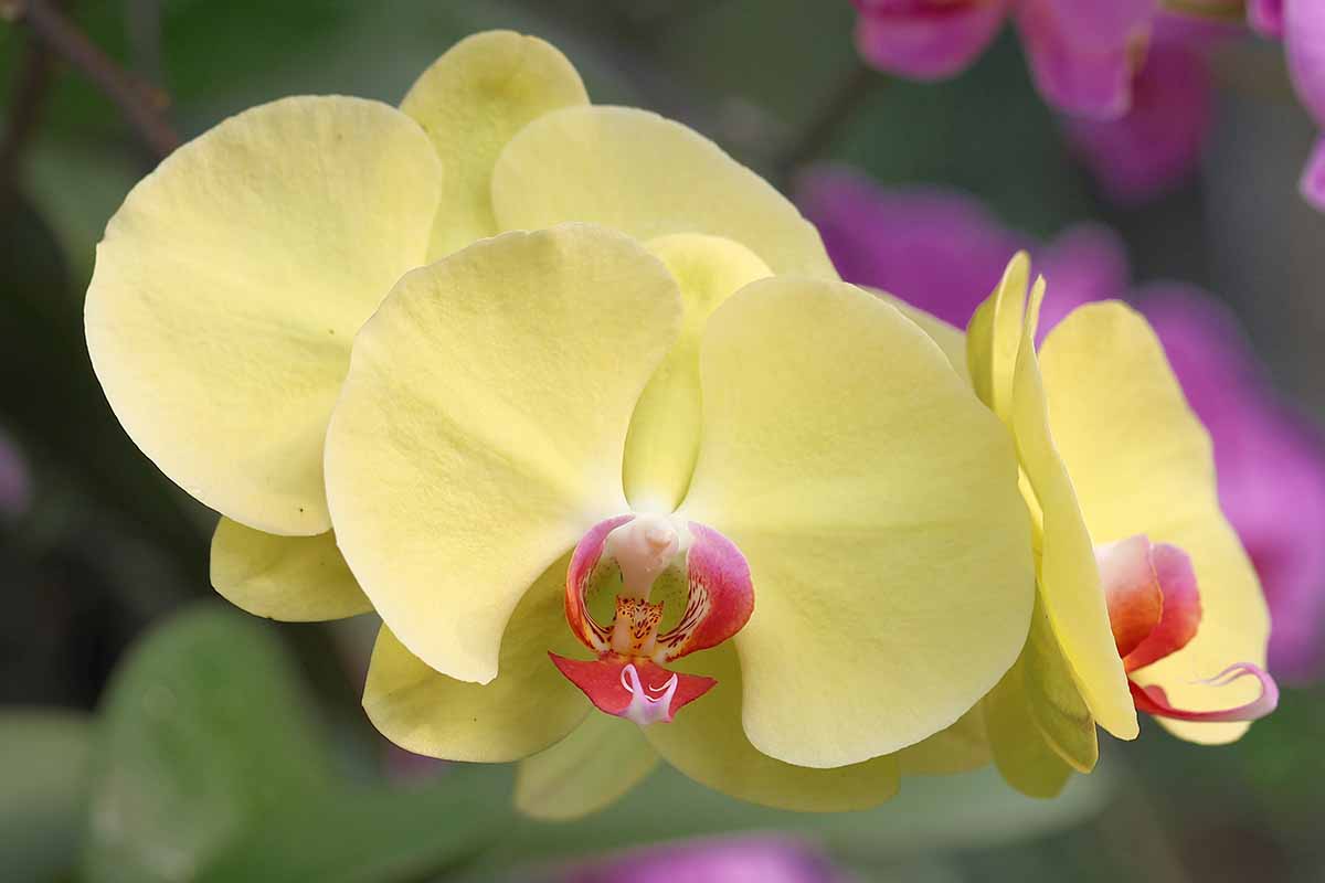 A horizontal close up of a pale yellow orchid in a container.
