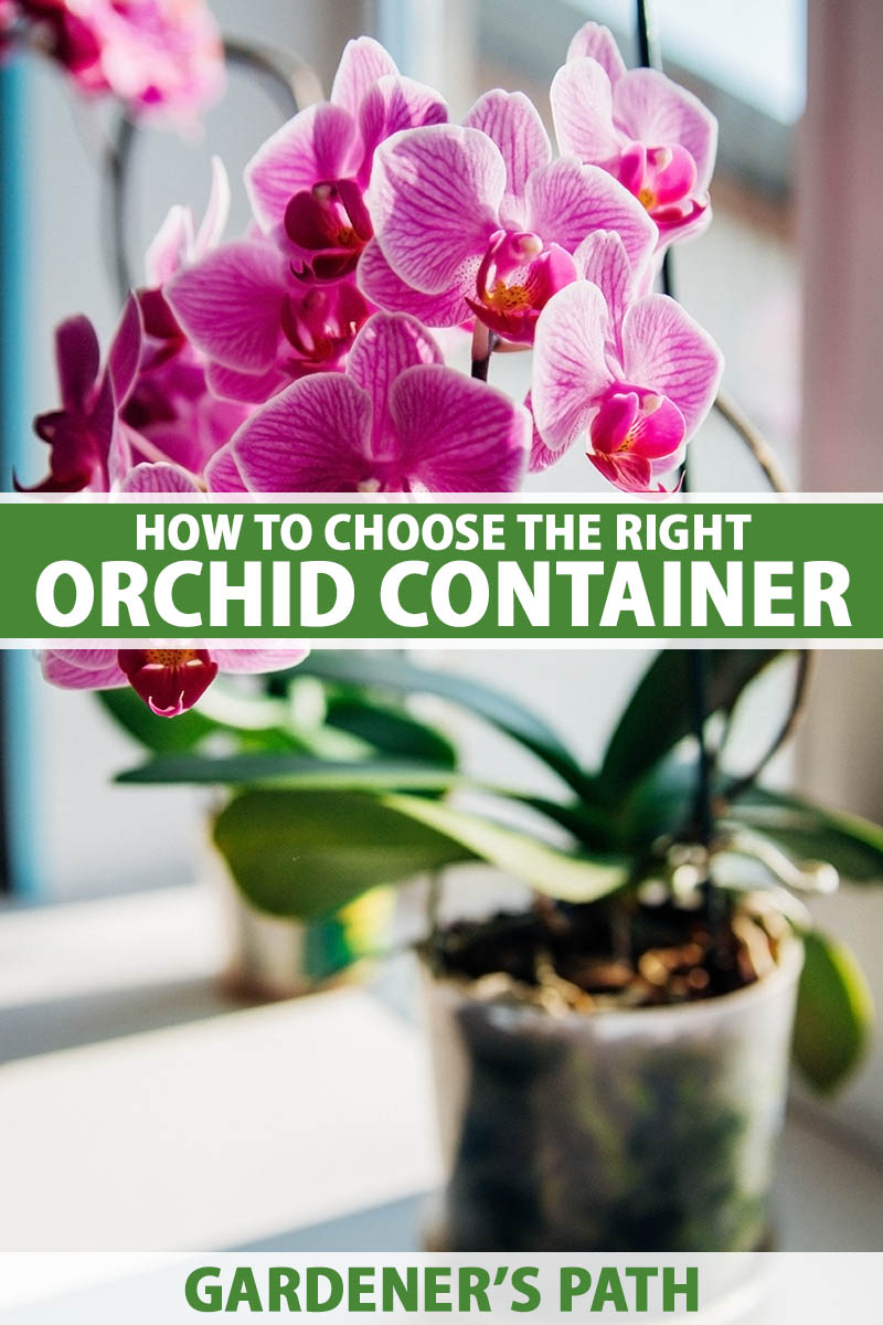 A vertical photo of an orchid in a container sitting on a white container. Green and white text span the center and bottom of the frame.