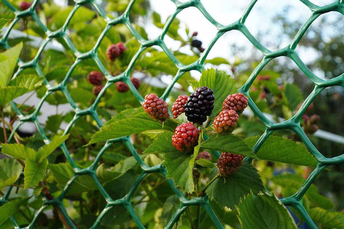 A horizontal photo of blackberries growing up a green trellis.