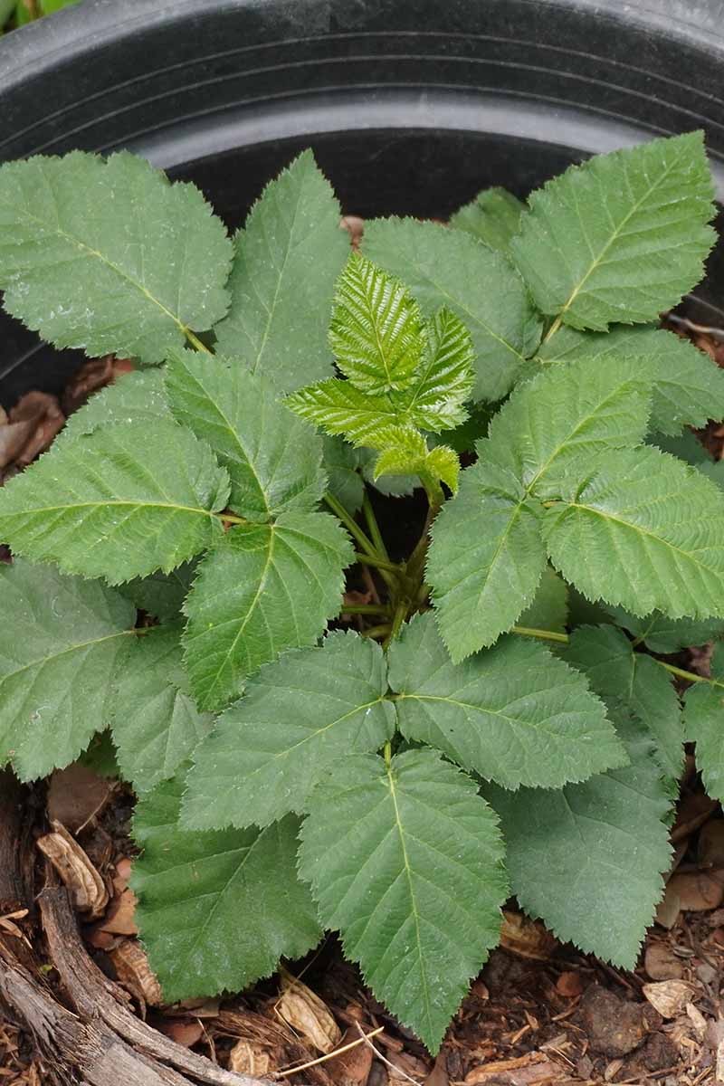 A vertical close up shot of blackberry foliage growing in a pot.