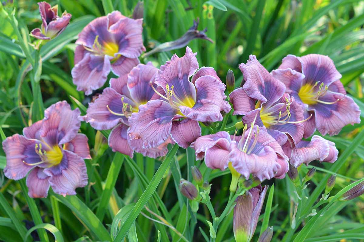 A close up horizontal image of colorful Hemerocallis &lsquo;Little Blue Gem&rsquo; growing in the garden.