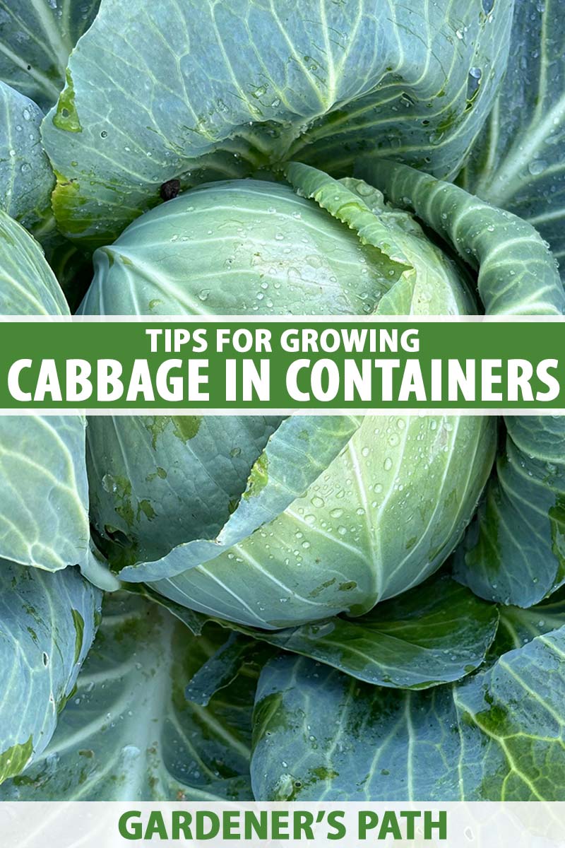 A close up vertical image of a large cabbage head growing in the garden with droplets of water on the surface of the leaves. To the center and bottom of the frame is green and white printed text.
