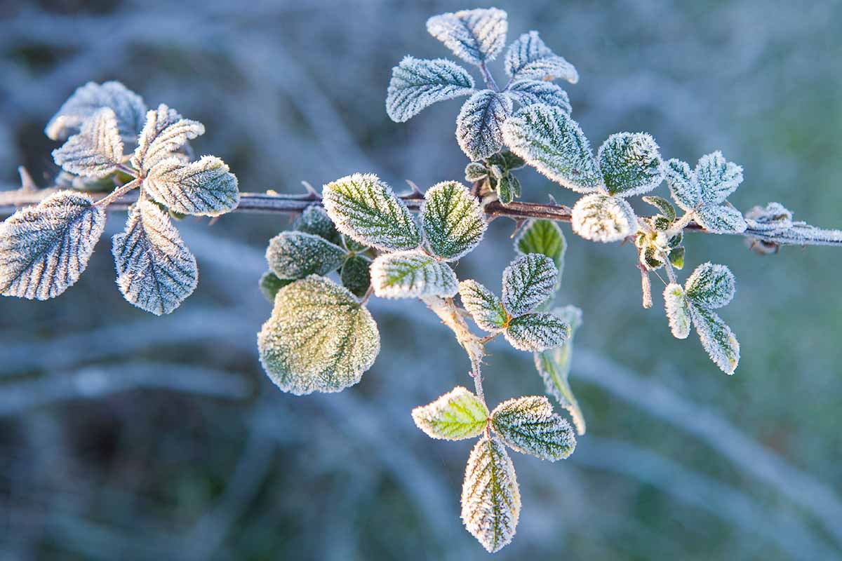 A horizontal close up of foliage of a wild blackberry plant covered in frost.