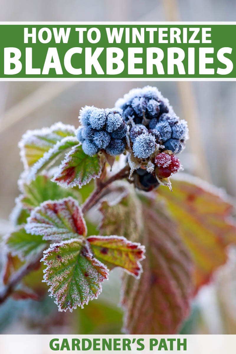 A vertical close up of a blackberry bush with fruit and leaves covered in frost. Green and white text span the center and bottom of the frame.