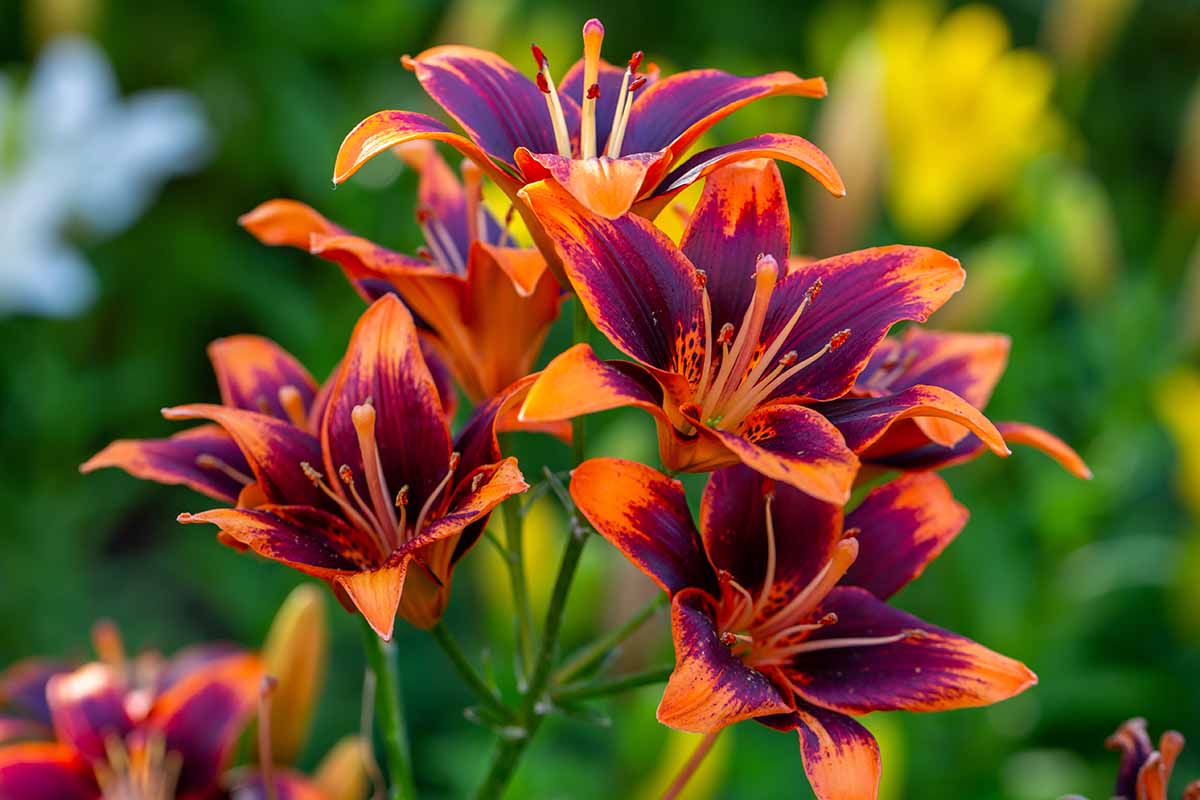 A close up horizontal image of colorful daylilies (Hemerocallis) growing in the garden pictured on a soft focus background.
