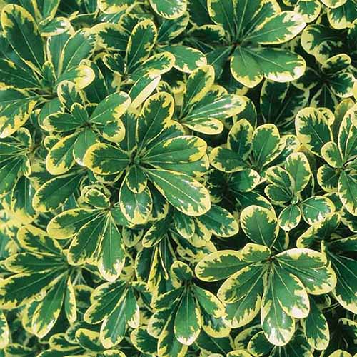 A close up square image of the variegated foliage of &lsquo;Mojo&rsquo; pittosporum growing in the garden.
