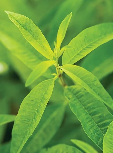A close up of the foliage of a lemon verbena plant pictured on a soft focus background.