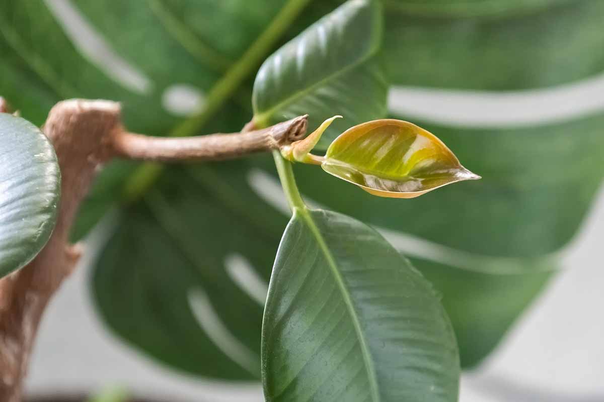 A close up of a new leaf forming on a branch pictured on a soft focus background.