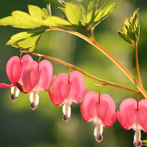A close up square image of the pink flowers of bleeding hearts pictured on a soft focus background.