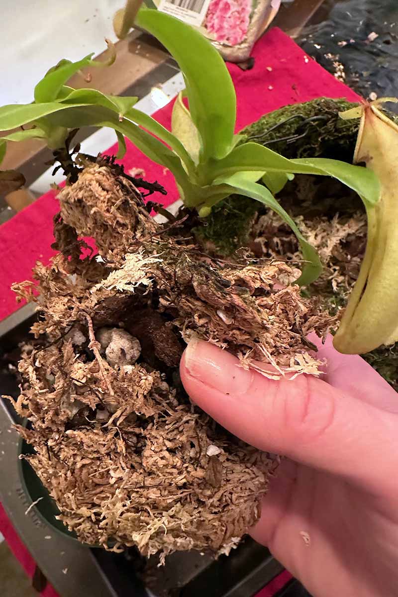 A close up vertical image of a hand from the right of the frame removing the potting medium from the roots of a Nepenthes.