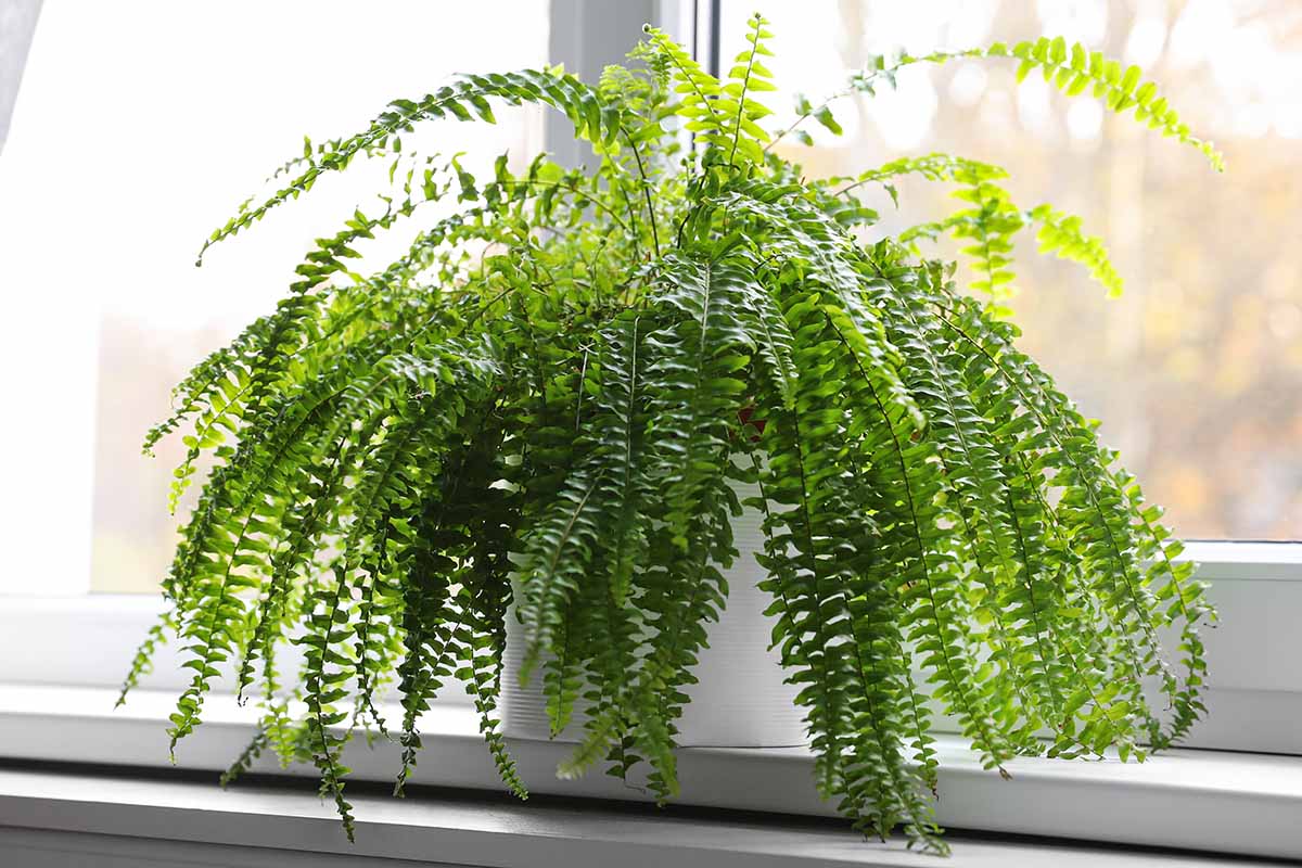 A close up horizontal image of a potted fern set on a windowsill indoors.