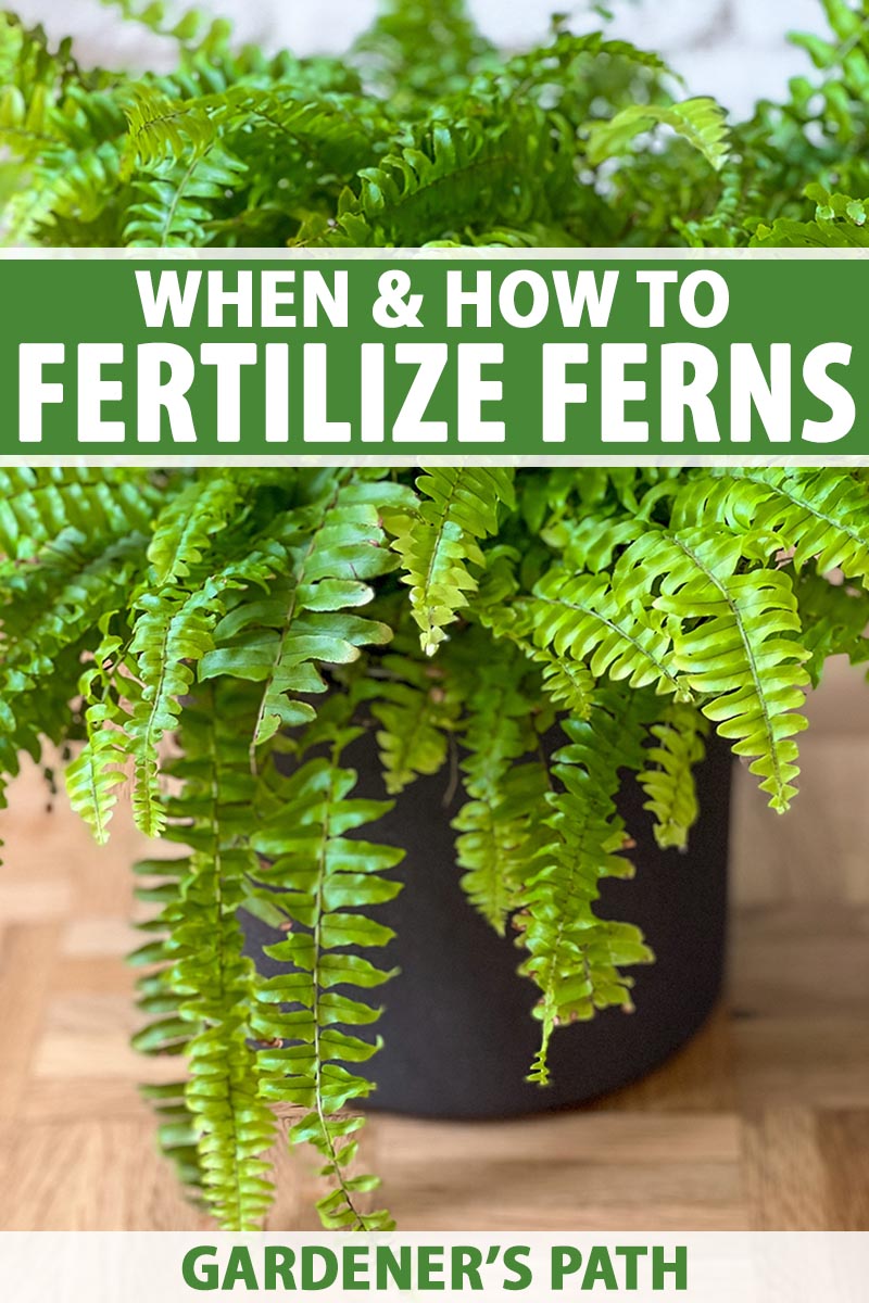 A close up vertical image of a fern growing in a black pot set on a wooden surface. To the top and bottom of the frame is green and white printed text.