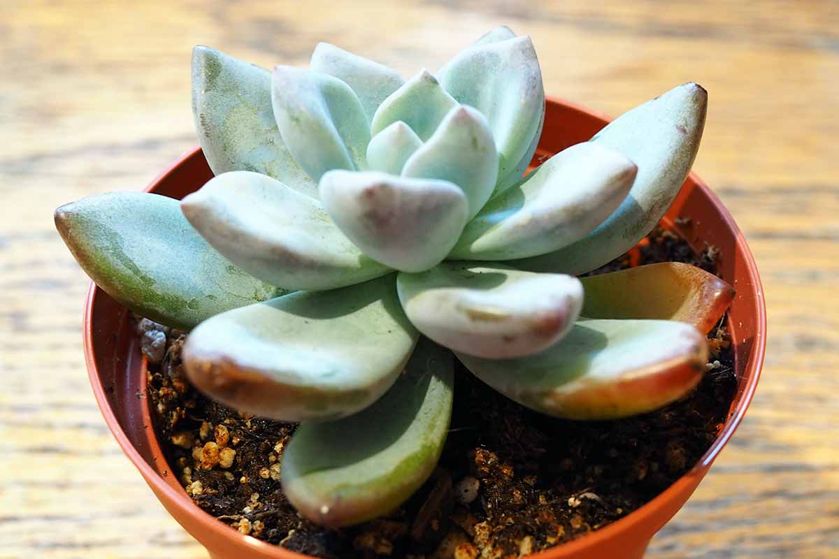 A close up horizontal image of a Pachyveria &lsquo;Powder Puff&rsquo; growing in a small pot set on a wooden surface.