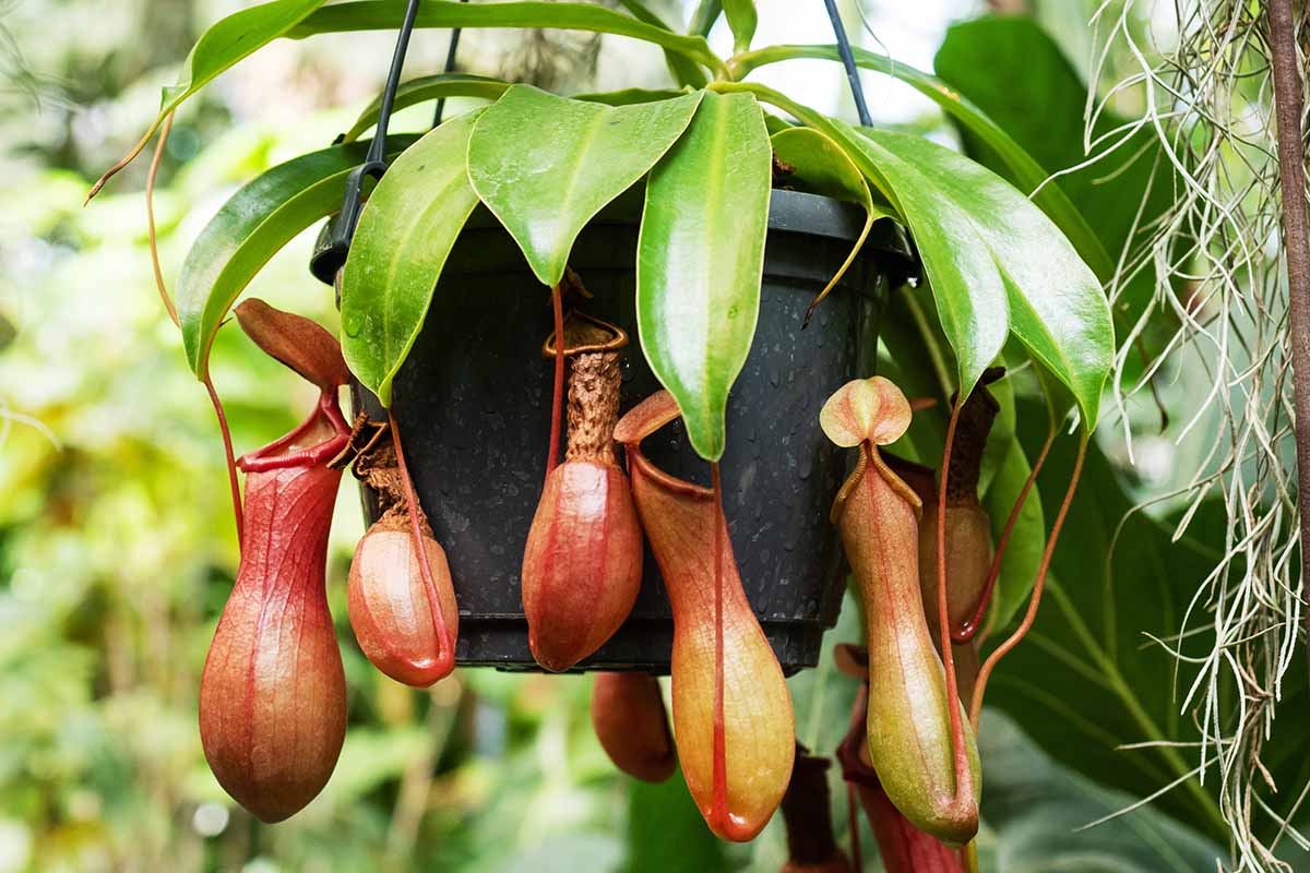 A close up horizontal image of a Nepenthes pitcher plant growing in a hanging pot.
