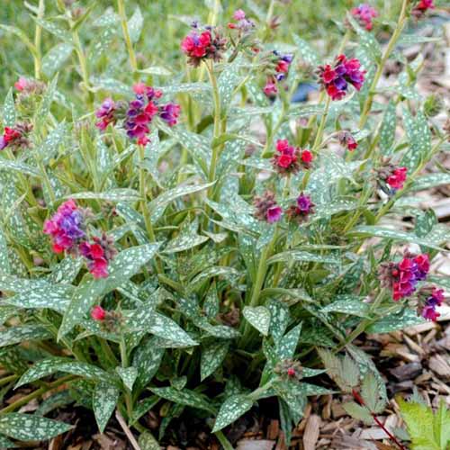 A square image of the variegated foliage and bright flowers of &lsquo;Raspberry Splash&rsquo; lungwort growing in the garden.