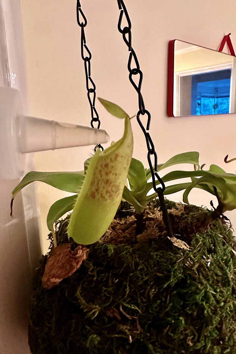 A close up vertical image of a gardener’s hand from the left of the frame filling a pitcher with water.