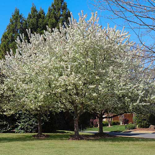 A square image of a &lsquo;Spring Snow&rsquo; crabapple tree in full bloom in the landscape.