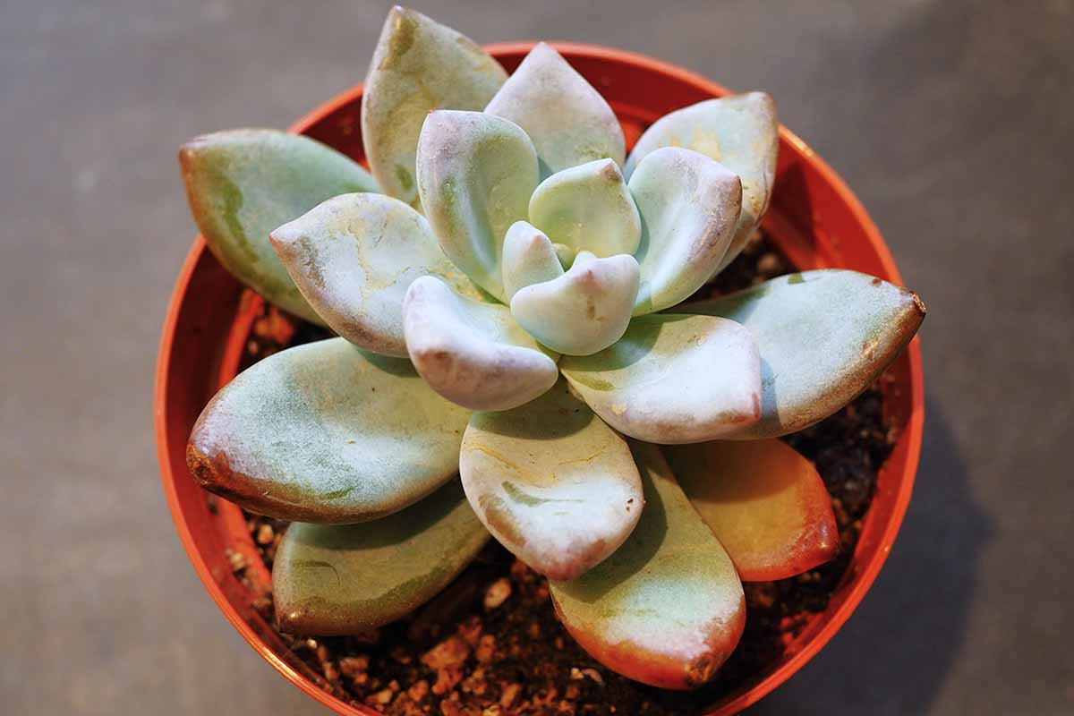 A horizontal image of a small succulent plant in a pot indoors.