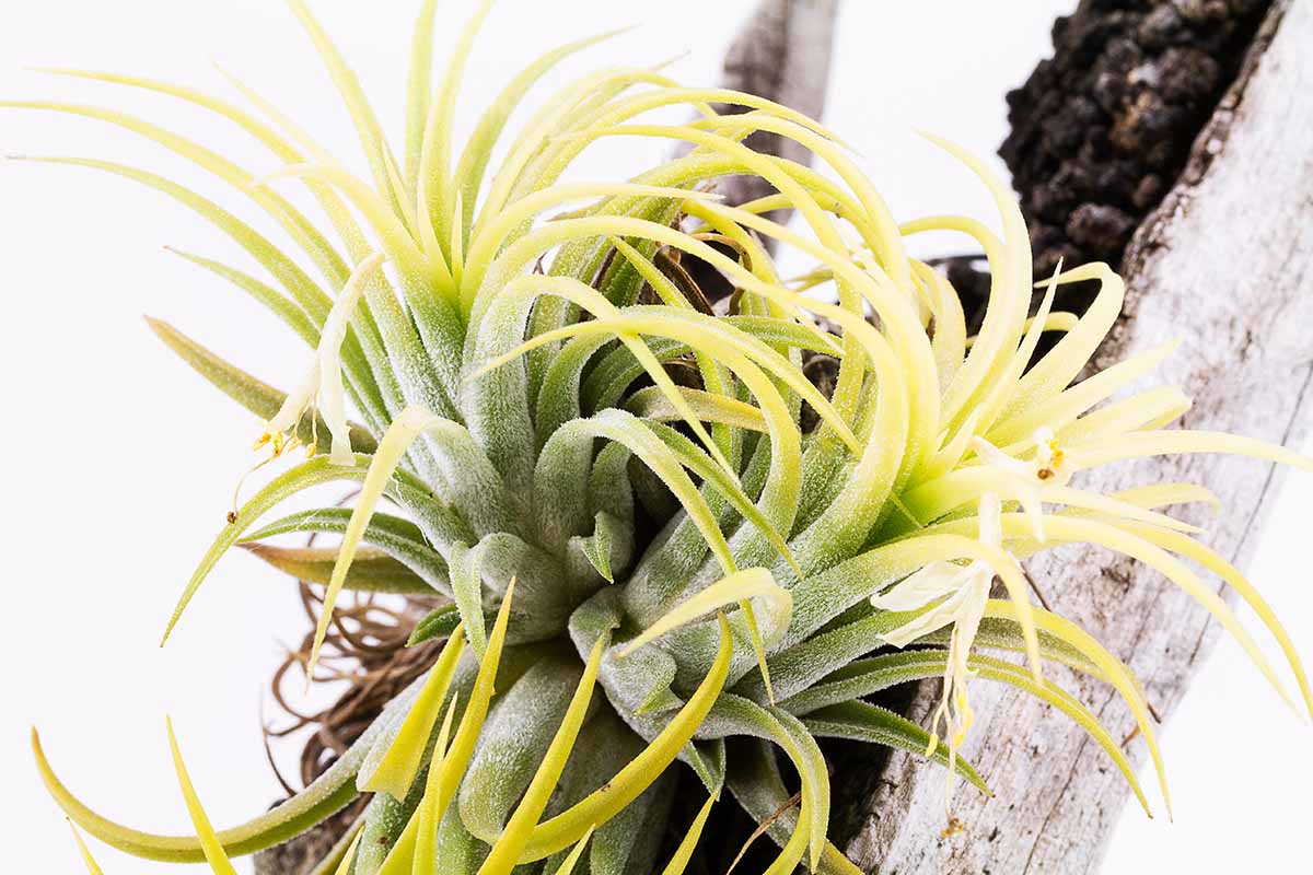 A horizontal image of a Tillandisa ionantha &lsquo;Druid&rsquo; mounted on a piece of wood.