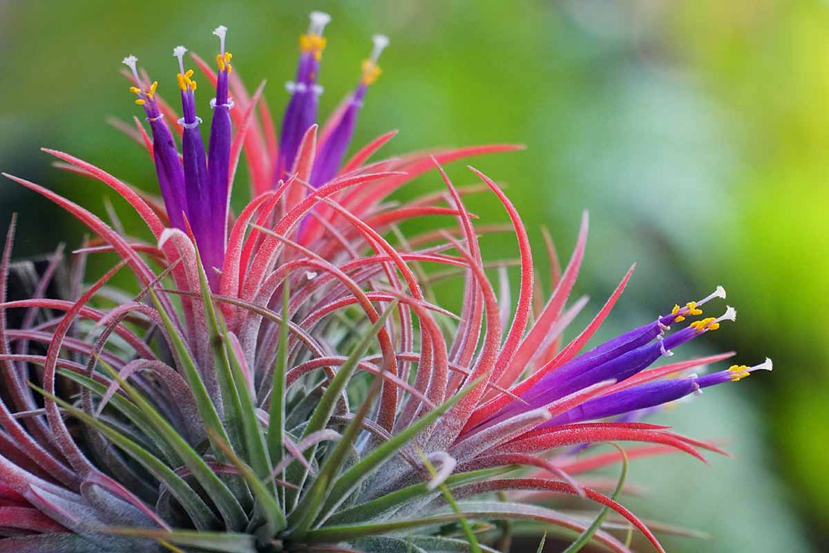 A close up horizontal image of a sky plant (Tillandsia ionantha) in full bloom pictured on a soft focus green background.