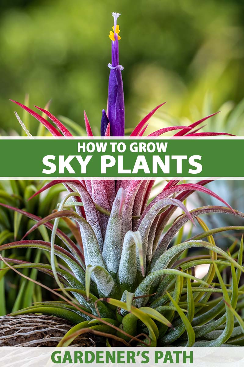 A close up vertical image of a Tillandsia ionantha aka sky plant, in full bloom with a purple flower, pictured on a green soft focus background.