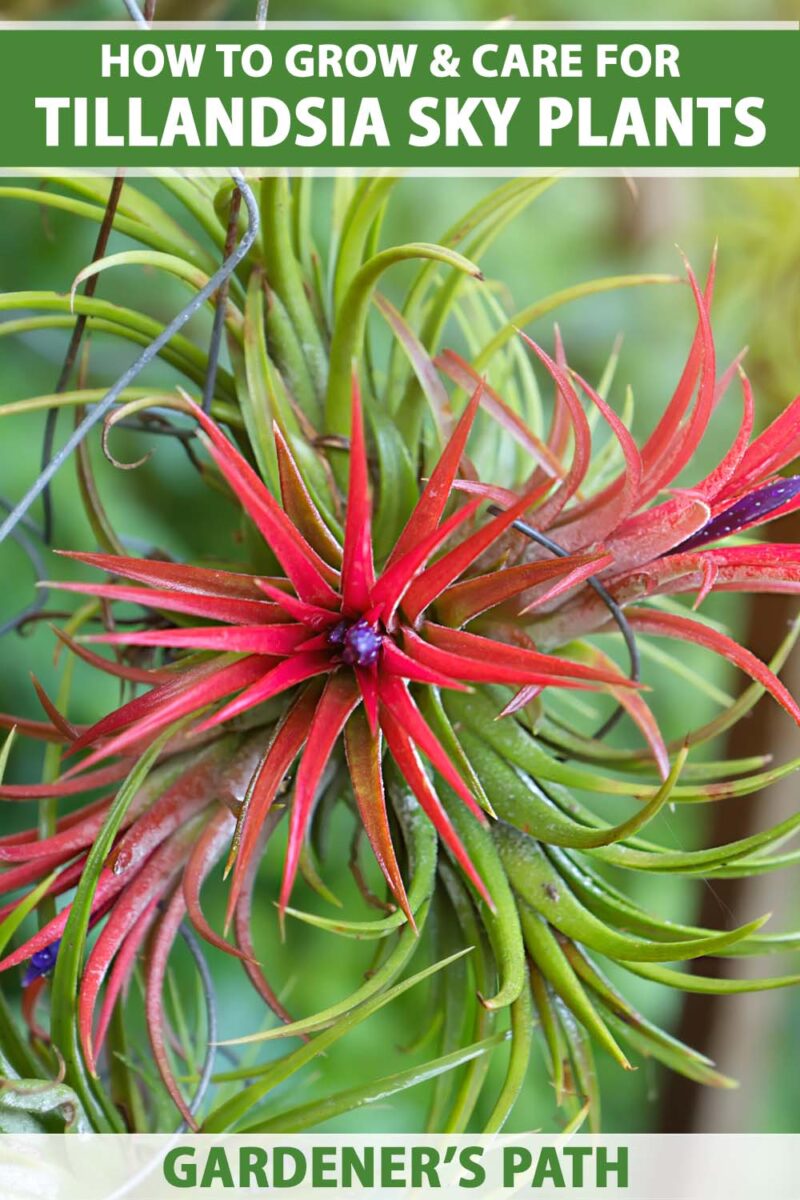 Close up of a sky plant with a red and purple bloom.