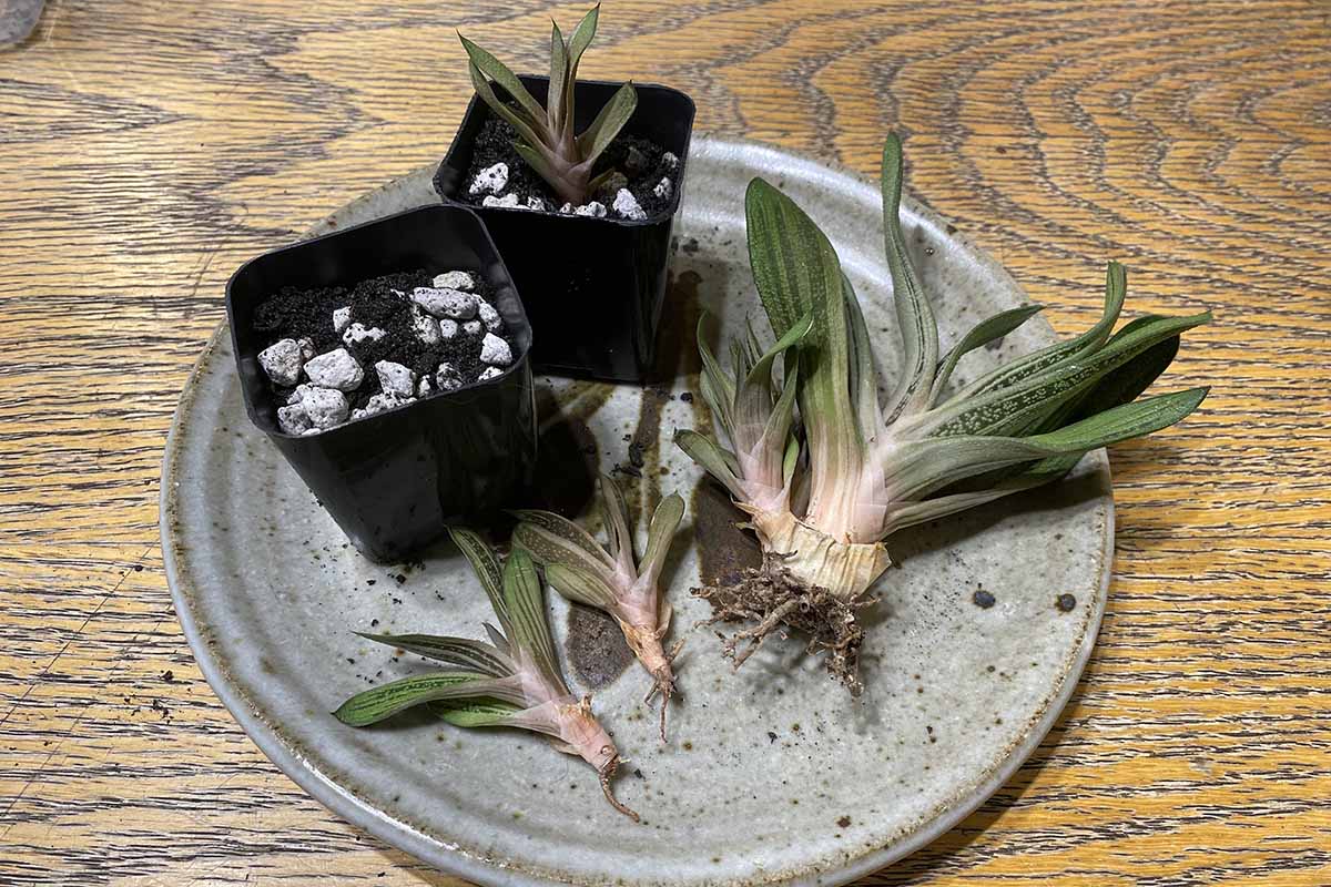 A close up horizontal image of a gasteria succulent removed from its pot wiith small baby offsets separated from the mother plant.