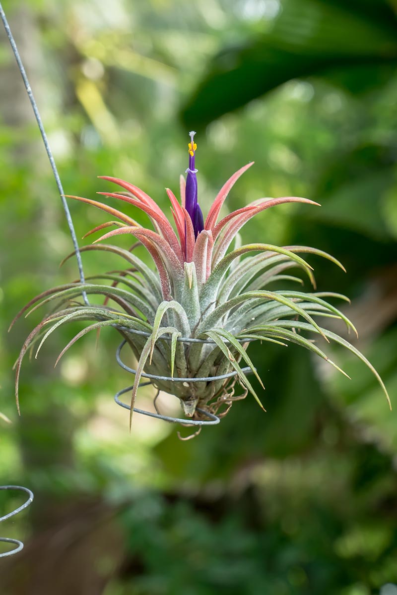 A close up vertical image of a small tillandsia growing in a metal hanging basket, in full bloom pictured on a soft focus background outdoors.