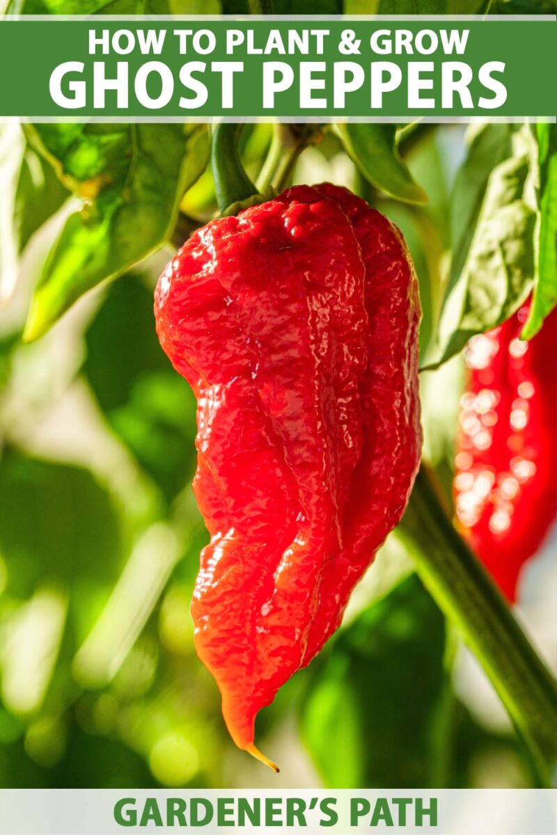 Close up of a single red ghost pepper growing on the bush. A second one is in the background.