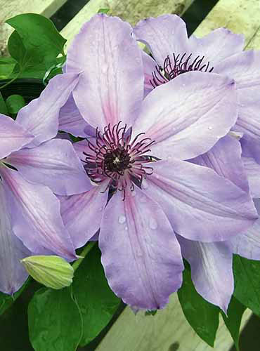 A close up vertical image of ‘Blue Ravine’ clematis flowers growing in the garden.