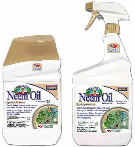 A close up of two bottles of Bonide Neem Oil isolated on a white background.