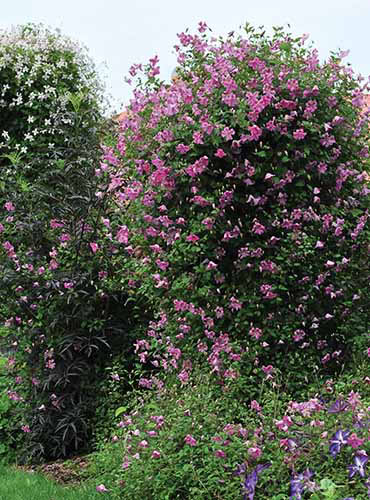 A vertical image of a large ‘Pink Mink’ clematis shrub growing in the summer garden in full bloom.