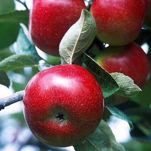 A close up square image of Red Delicious apples growing in the garden.