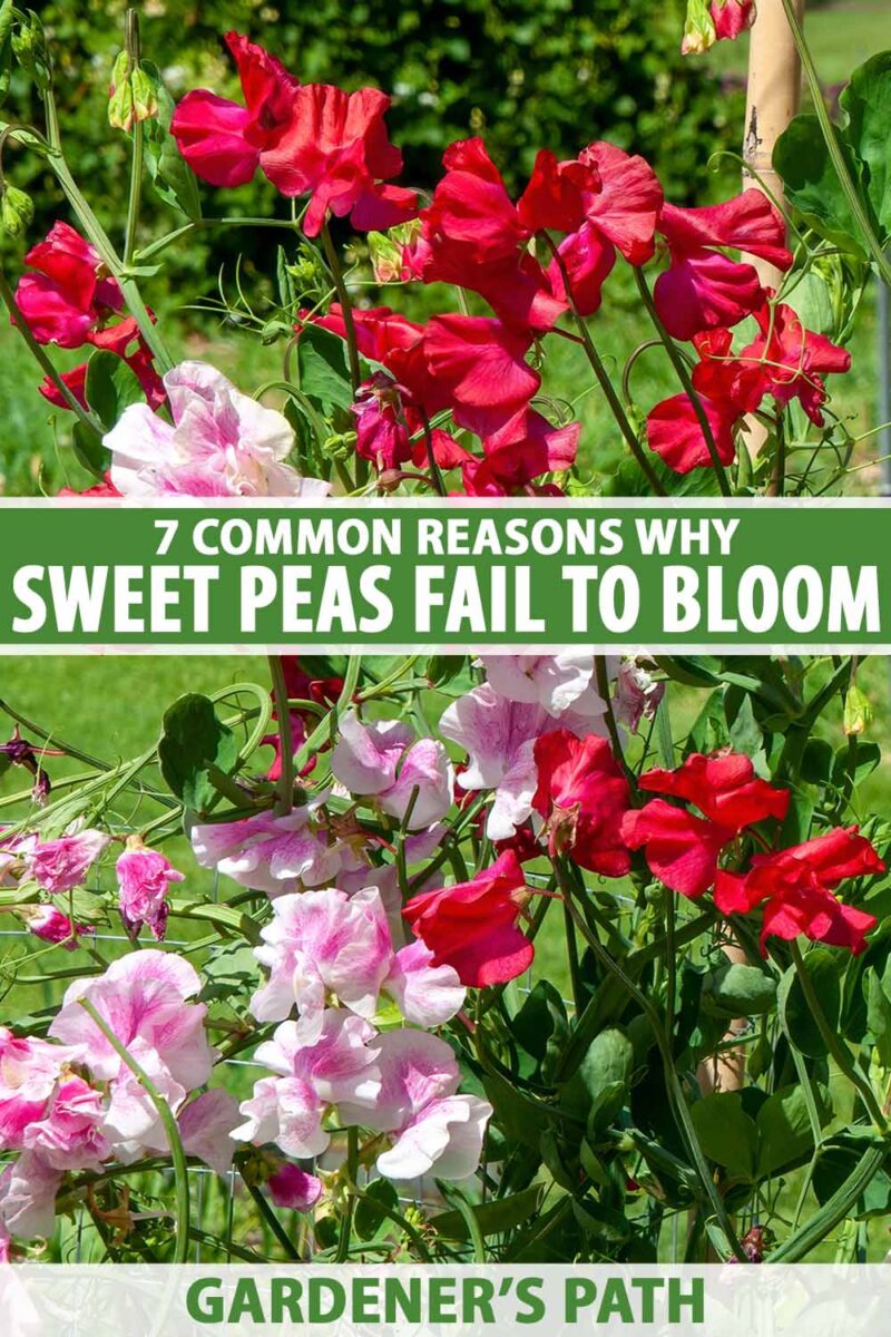 A close up vertical image of bright red and pink sweet pea (Lathyrus odoratus) flowers growing in the spring garden pictured in bright sunshine. To the center and bottom of the frame is green and white printed text.