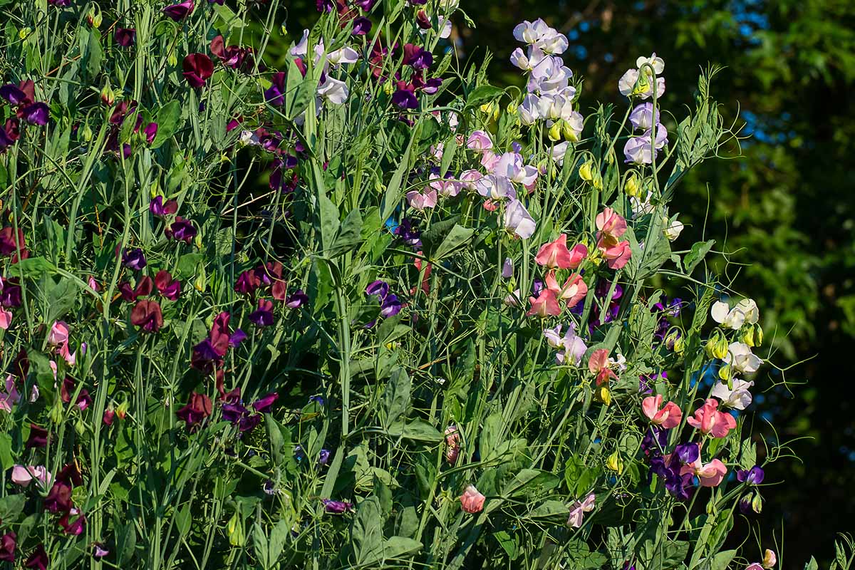 A close up horizontal image of colorful sweet peas (Lathyrus odoratus) growing in a sunny spring garden.