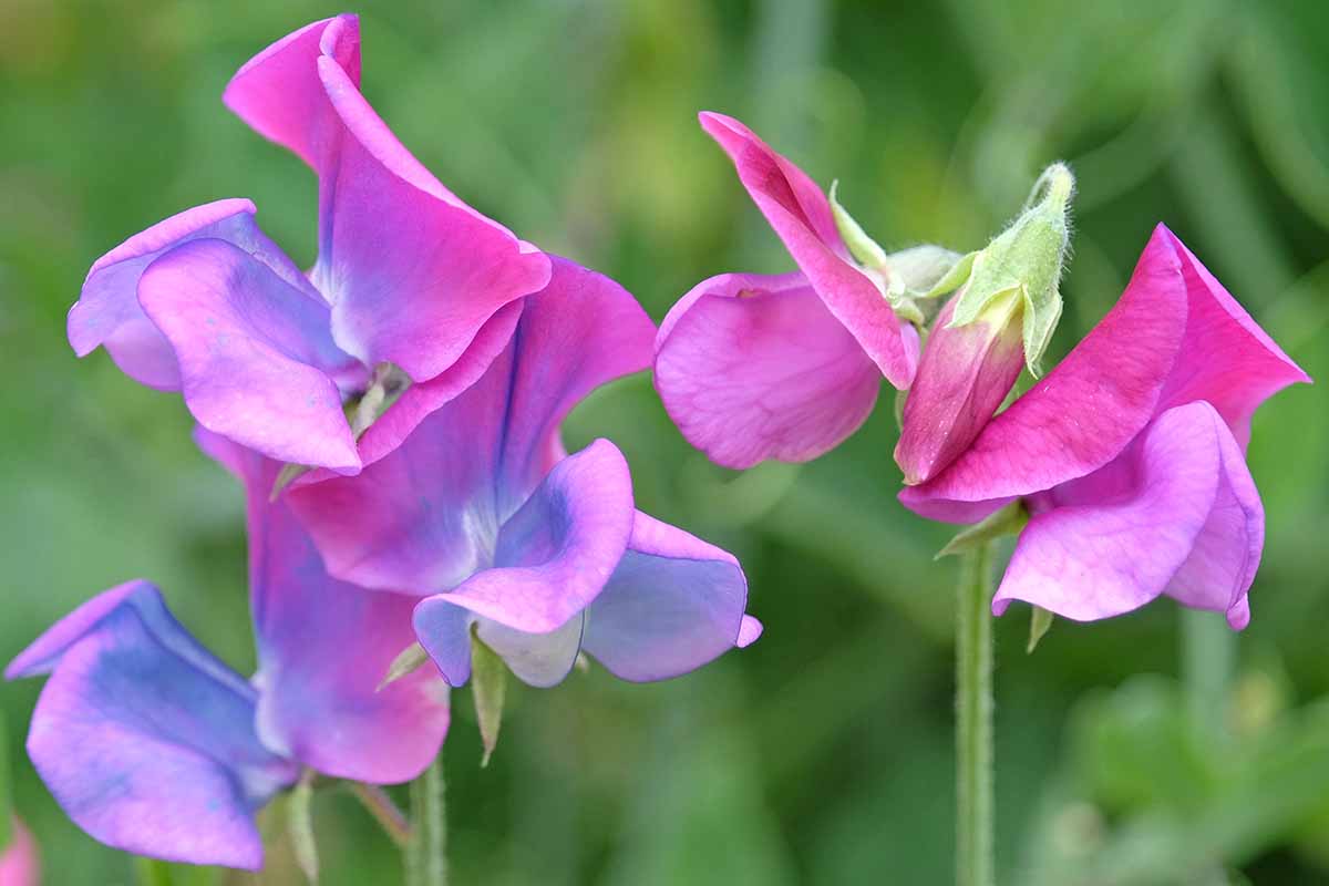 A close up horizontal image of pinkish-blue sweet pea (Lathyrus odoratus) flowers growing in the garden pictured on a soft focus background.