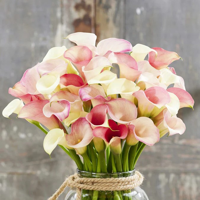 A bouquet of calla lilies featuring different shades of pink blooms.