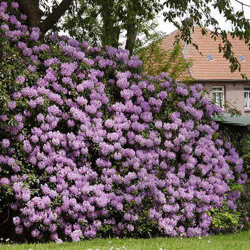 A square image of a huge lavender&rsquo;l rhododendron bush with a brick residence in the background.