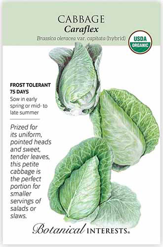 A close up of a packet of &lsquo;Caraflex&rsquo; cabbage seeds with a hand-drawn illustration on one side of the frame and text to the right.
