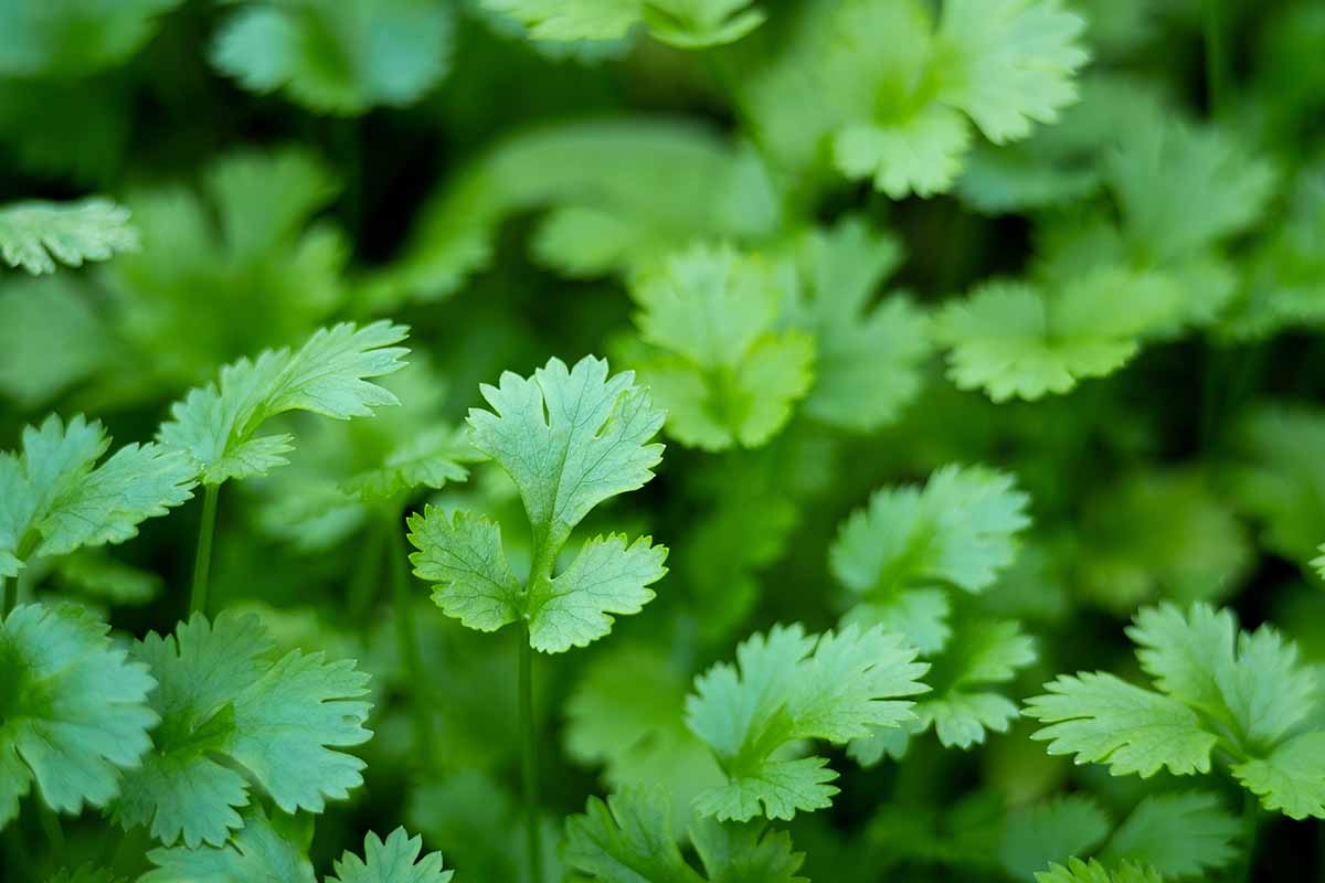 A close up horizontal image of cilantro growing in the garden.