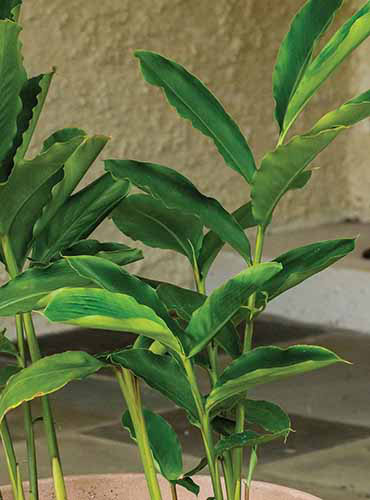 A close up of a turmeric plant growing in a container outdoors.
