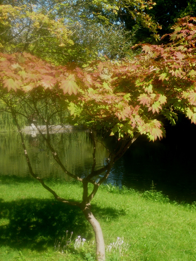 Japanese Maple Root System