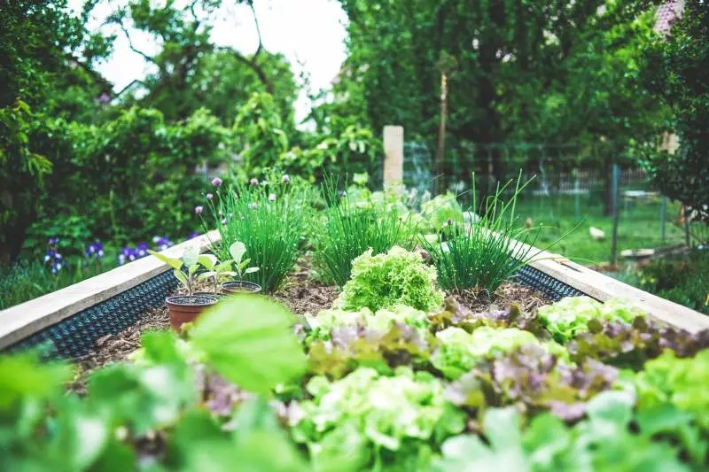 Full Guide On How To Speed Up Veg Growth Gardeners Yards