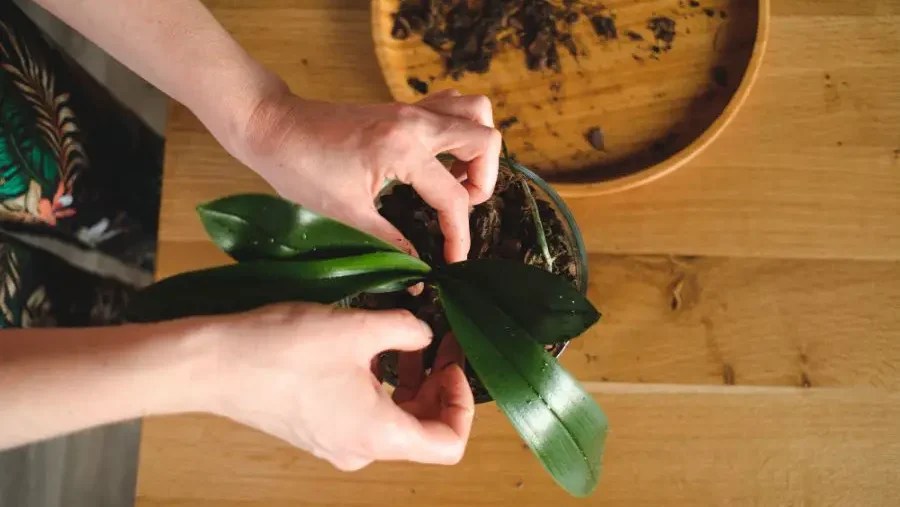 What to Do with Orchids After Blooms Fall Off Gardeners Yards