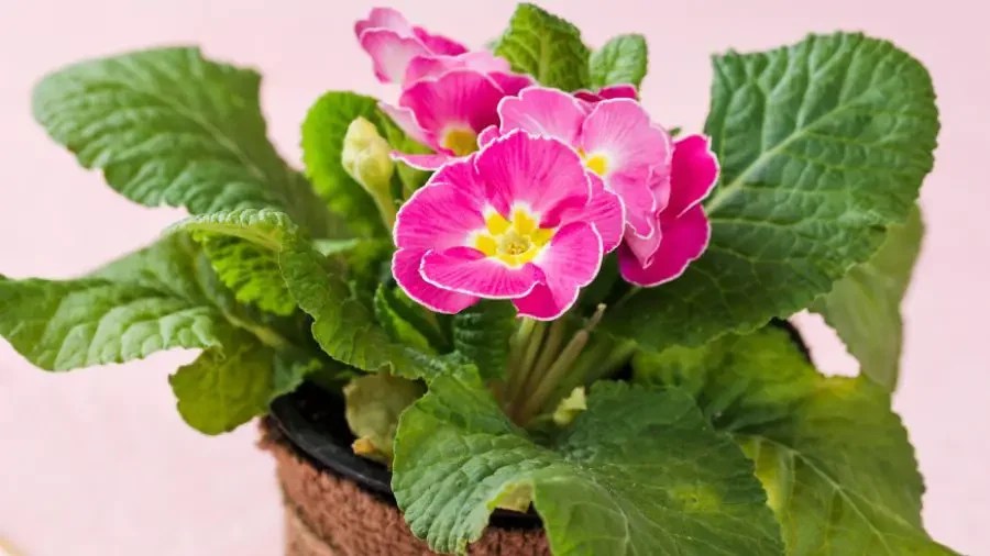 Revive Geraniums Guide on Bringing the Bloom Gardeners Yards
