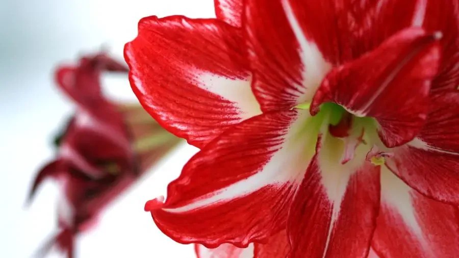What to Do with Amaryllis After Blooming Gardeners Yards