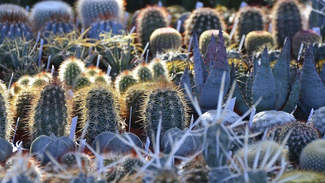 How Long Can Cacti Last Without Water Gardeners Yards