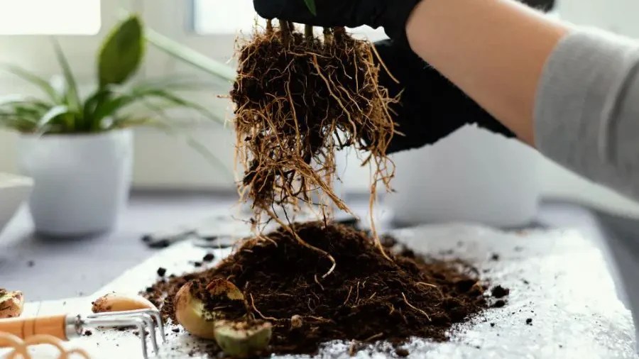 How to Fix Root Rot Without Repotting Gardeners Yards