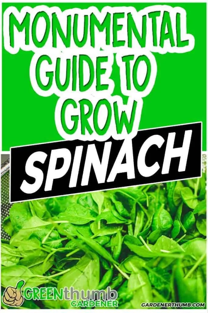 Growing Spinach Monumental Greens Guide Green Thumb Gardener